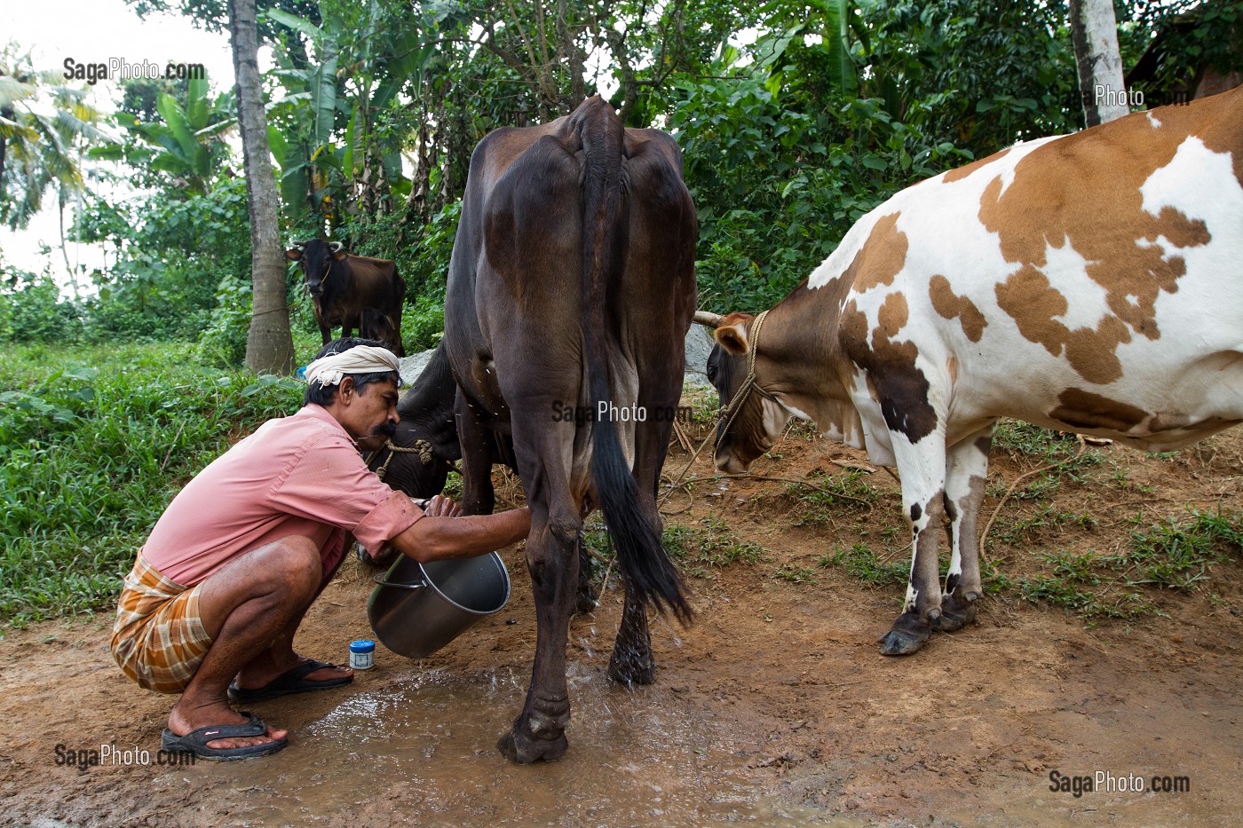 KERALA, INDE DU SUD, ASIE 