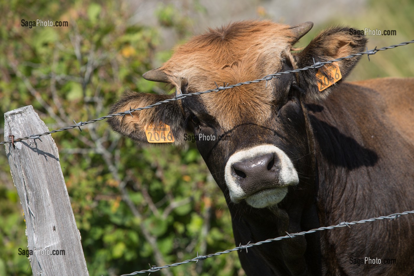 ILLUSTRATION AVEYRON (12), FRANCE 