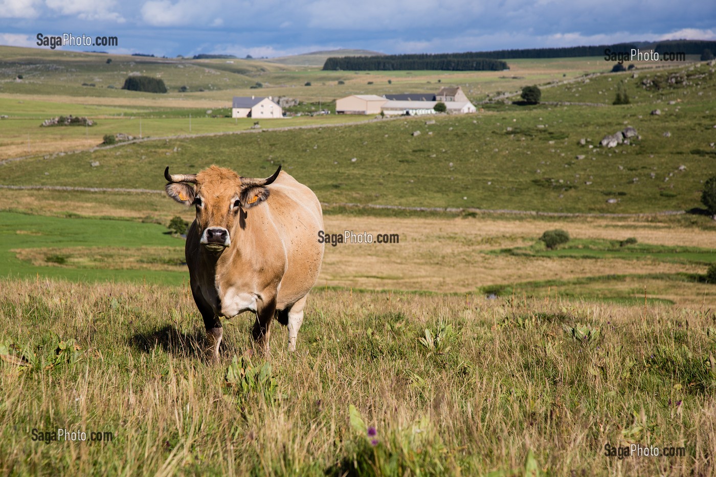ILLUSTRATION LOZERE (48), FRANCE 