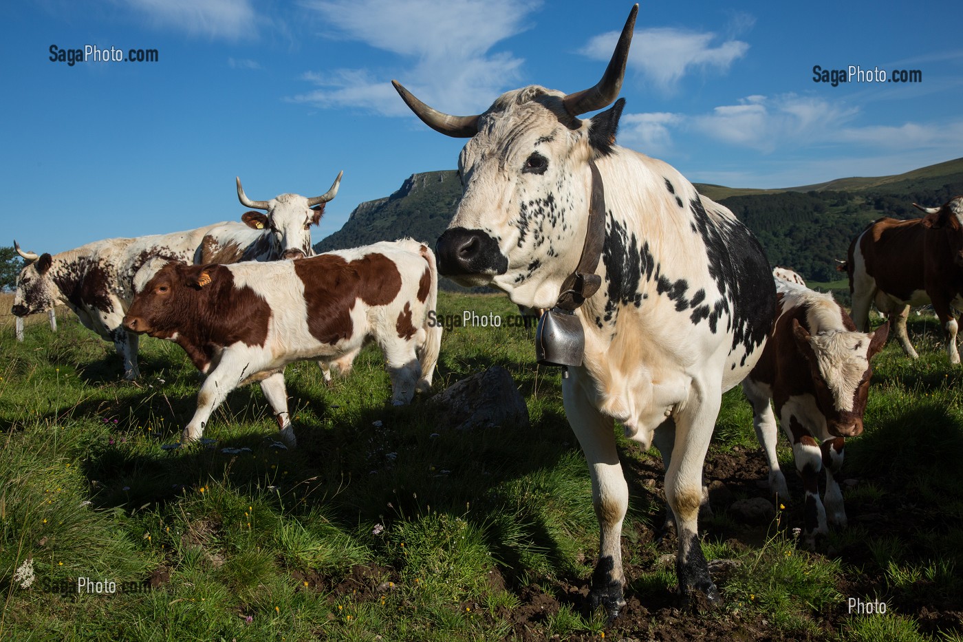ILLUSTRATION PUY-DE-DOME, (63) AUVERGNE, FRANCE 