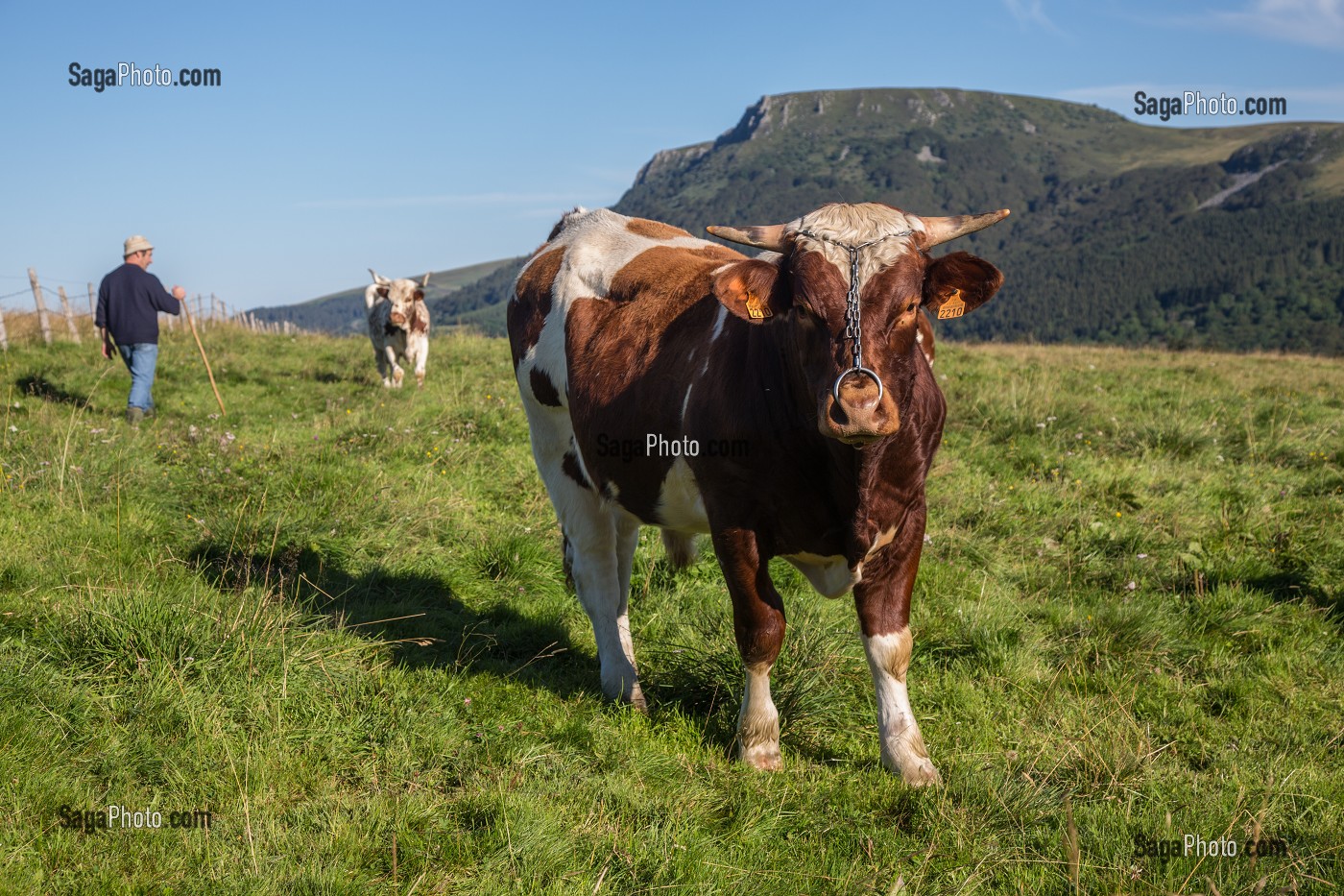 ILLUSTRATION PUY-DE-DOME, (63) AUVERGNE, FRANCE 