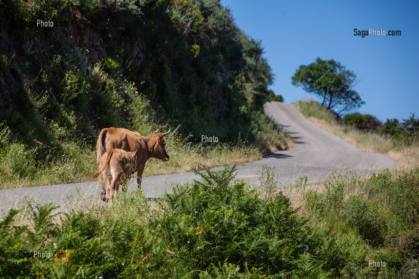 ILLUSTRATION CORSE-DU-SUD (2A), FRANCE 