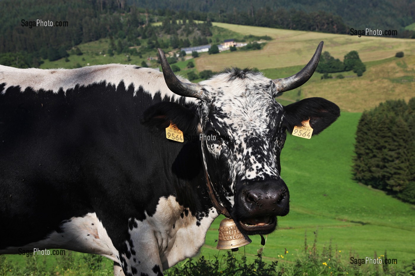 PARC NATUREL REGIONAL DES BALLONS DES VOSGES (68) HAUT-RHIN, ALSACE, FRANCE 