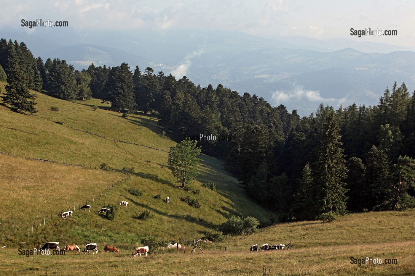 PARC NATUREL REGIONAL DES BALLONS DES VOSGES (68) HAUT-RHIN, ALSACE, FRANCE 