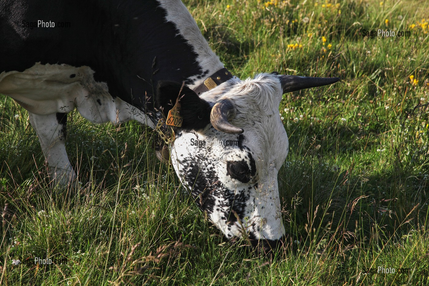 PARC NATUREL REGIONAL DES BALLONS DES VOSGES (68) HAUT-RHIN, ALSACE, FRANCE 