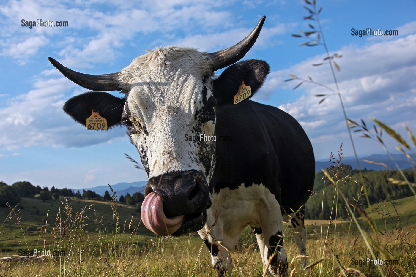 PARC NATUREL REGIONAL DES BALLONS DES VOSGES (68) HAUT-RHIN, ALSACE, FRANCE 