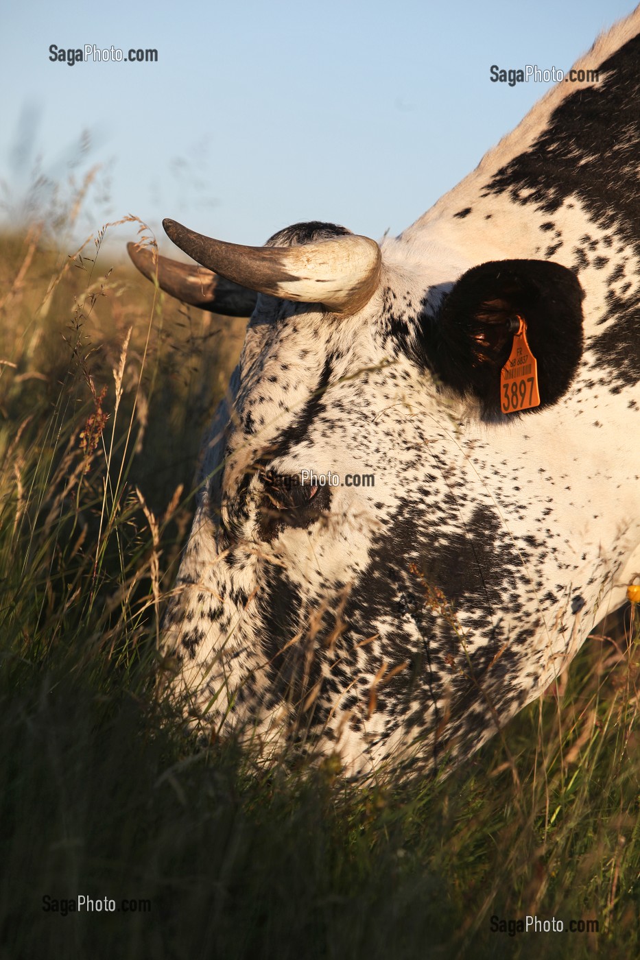 PARC NATUREL REGIONAL DES BALLONS DES VOSGES (68) HAUT-RHIN, ALSACE, FRANCE 