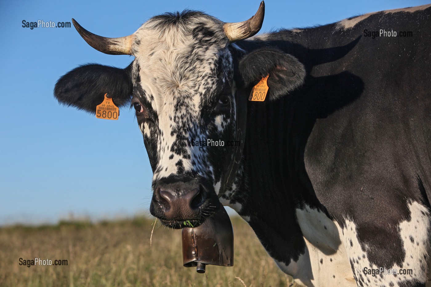 PARC NATUREL REGIONAL DES BALLONS DES VOSGES (68) HAUT-RHIN, ALSACE, FRANCE 