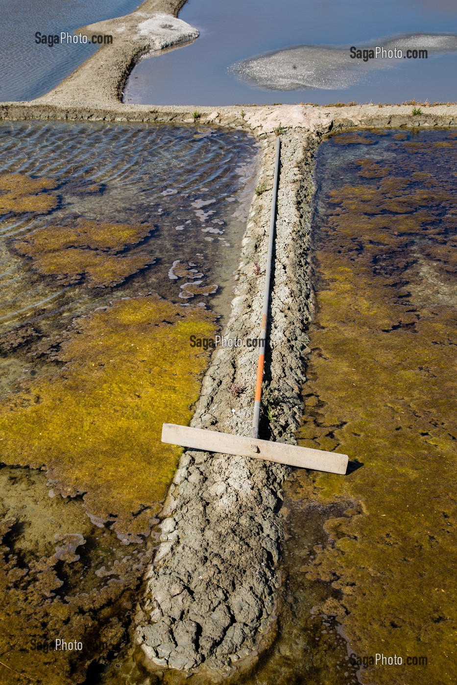 LES MARAIS SALANTS DE GUERANDE, (44) LOIRE ATLANTIQUE, PAYS DE LOIRE, FRANCE 