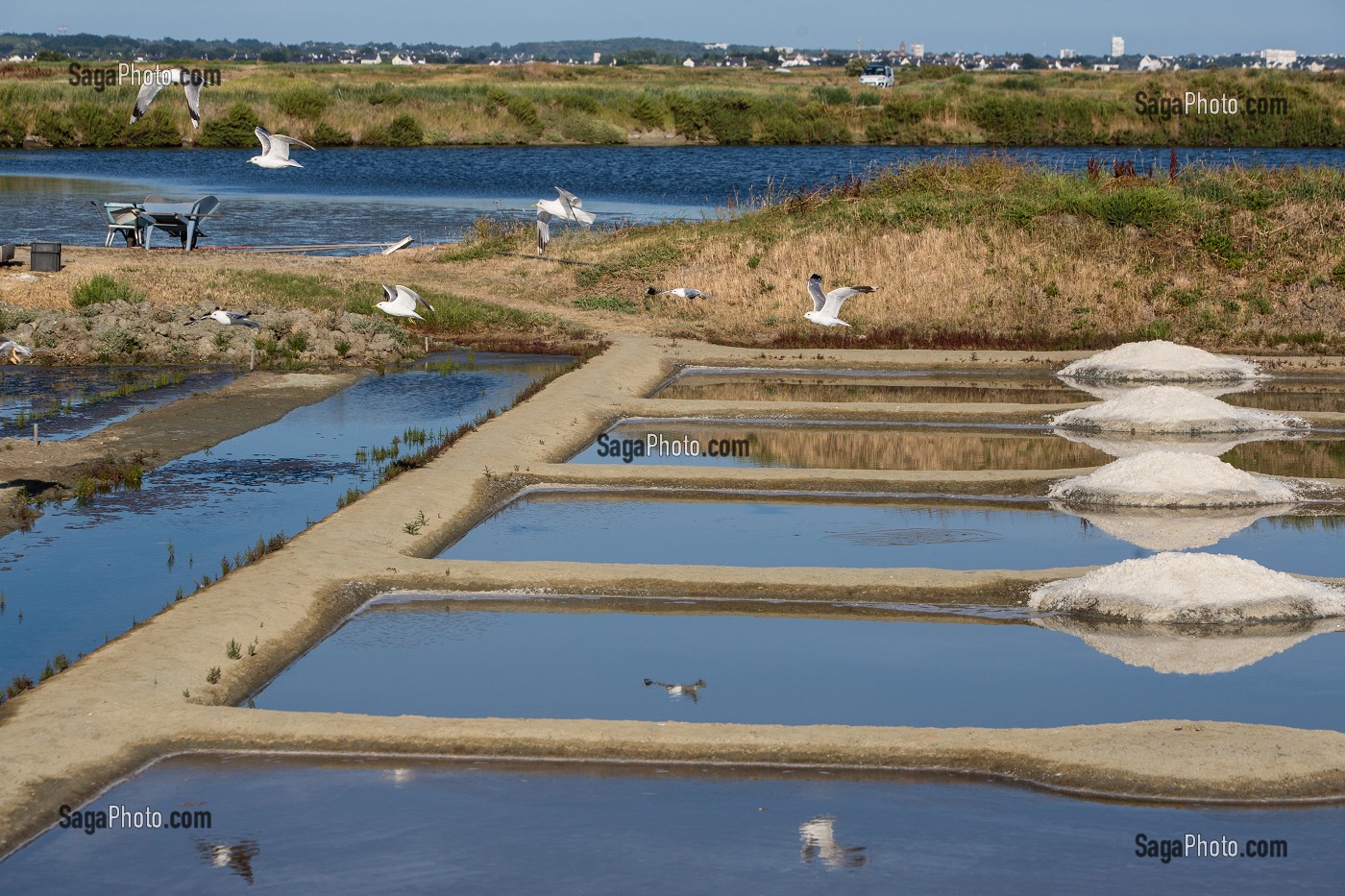 LES MARAIS SALANTS DE GUERANDE, (44) LOIRE ATLANTIQUE, PAYS DE LOIRE, FRANCE 