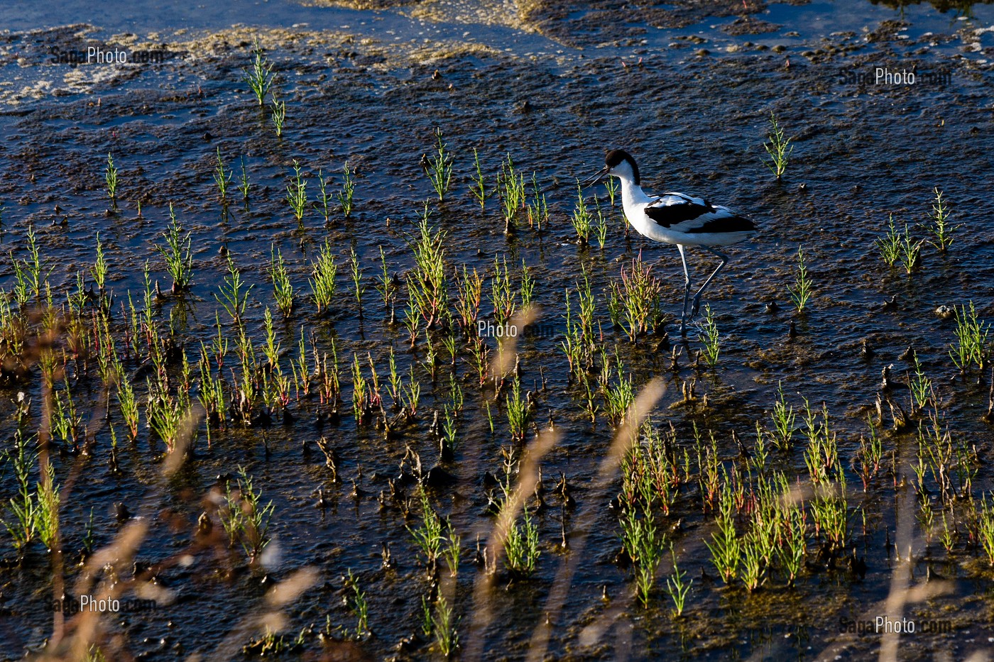 LES MARAIS SALANTS DE GUERANDE, (44) LOIRE ATLANTIQUE, PAYS DE LOIRE, FRANCE 