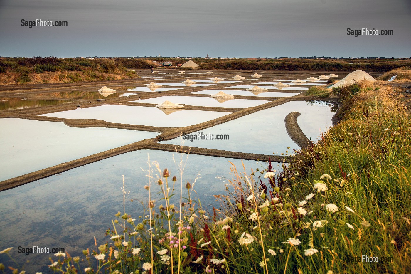 LES MARAIS SALANTS DE GUERANDE, (44) LOIRE ATLANTIQUE, PAYS DE LOIRE, FRANCE 