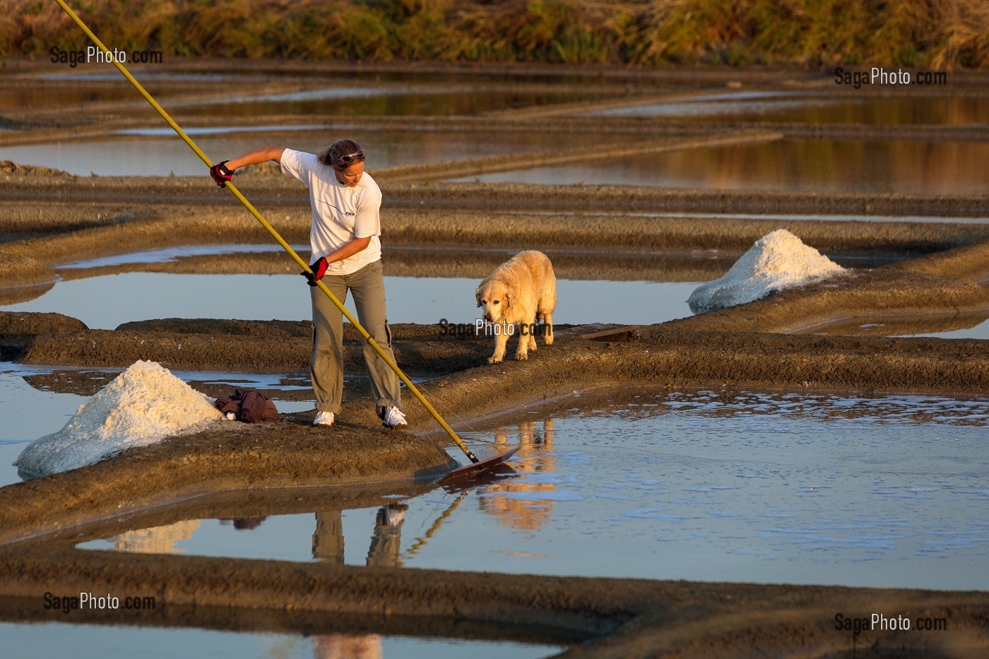 LES MARAIS SALANTS DE GUERANDE, (44) LOIRE ATLANTIQUE, PAYS DE LOIRE, FRANCE 