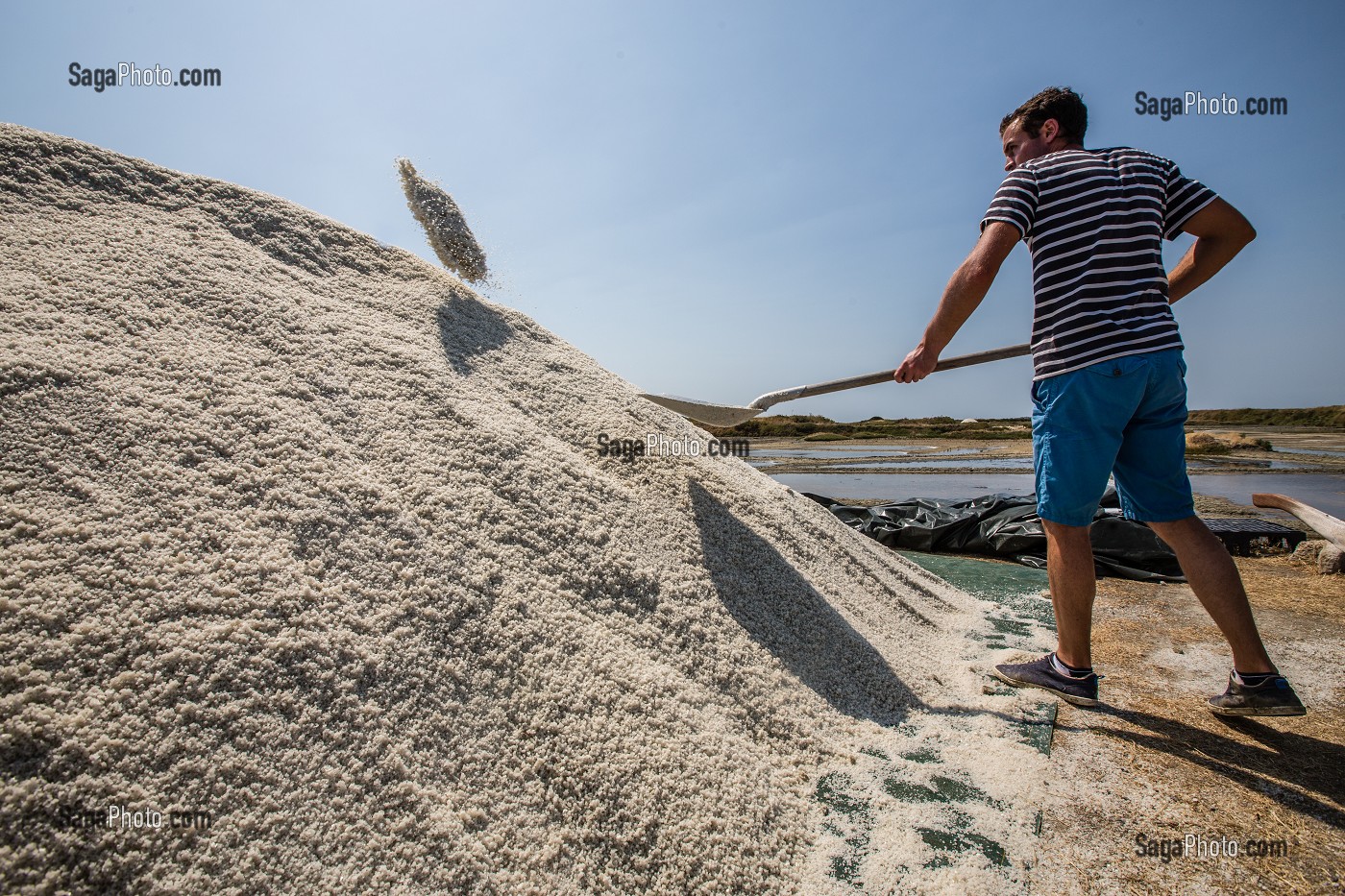 LES MARAIS SALANTS DE GUERANDE, (44) LOIRE ATLANTIQUE, PAYS DE LOIRE, FRANCE 