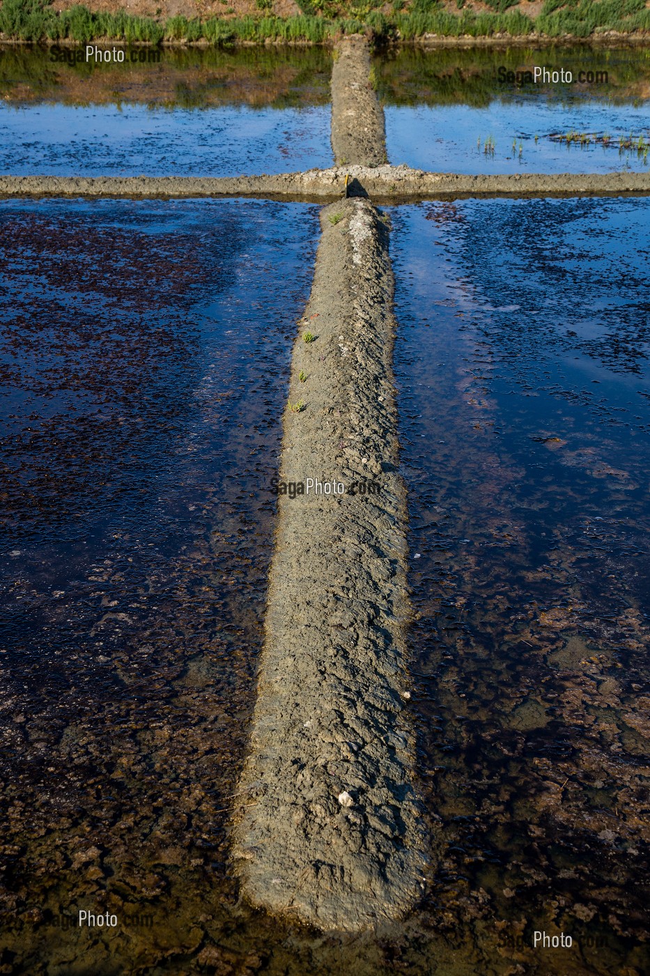 LES MARAIS SALANTS DE GUERANDE, (44) LOIRE ATLANTIQUE, PAYS DE LOIRE, FRANCE 