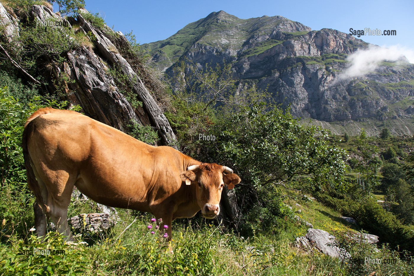 ESTIVE DANS LES HAUTES PYRENEES (65), MIDI PYRENEES, FRANCE 