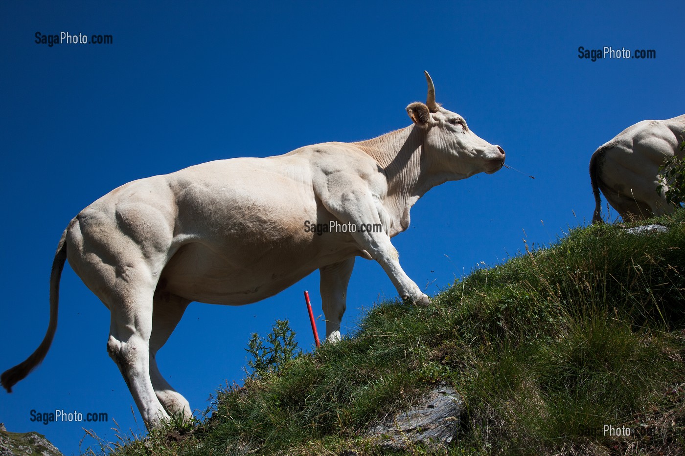 ESTIVE DANS LES HAUTES PYRENEES (65), MIDI PYRENEES, FRANCE 