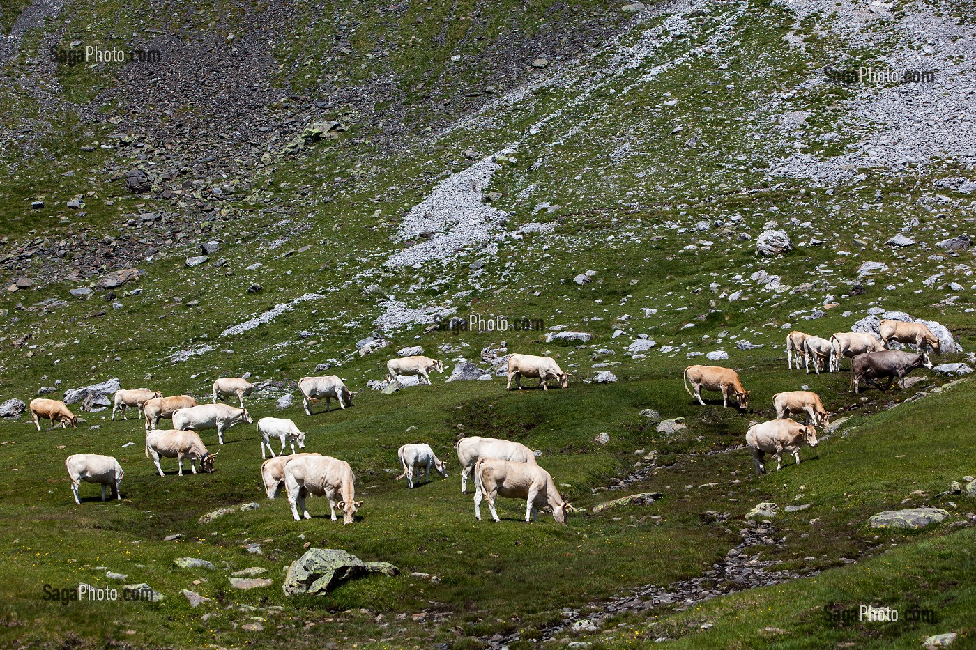 ESTIVE DANS LES HAUTES PYRENEES (65), MIDI PYRENEES, FRANCE 