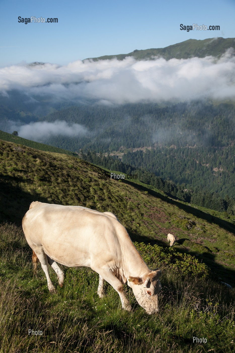 ESTIVE DANS LES HAUTES PYRENEES (65), MIDI PYRENEES, FRANCE 
