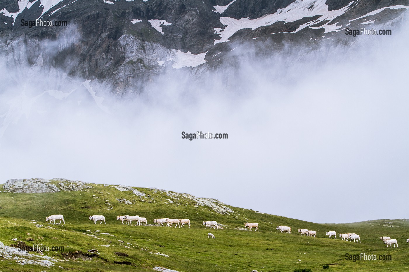 ESTIVE DANS LES HAUTES PYRENEES (65), MIDI PYRENEES, FRANCE 
