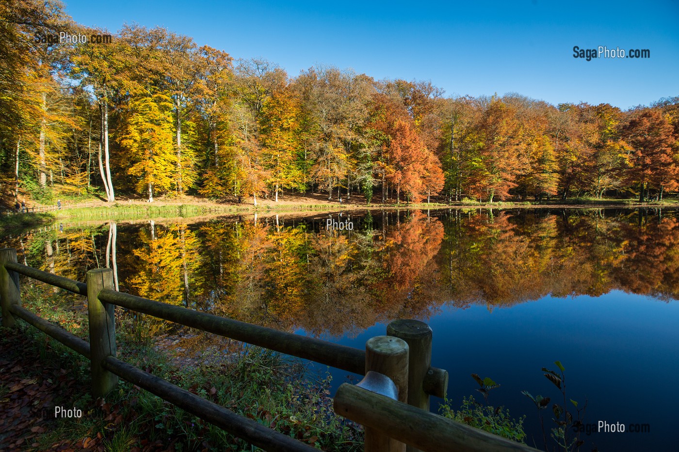 COULEURS D'AUTOMNE DANS LE PERCHE, (61) ORNE, BASSE NORMANDIE, FRANCE 