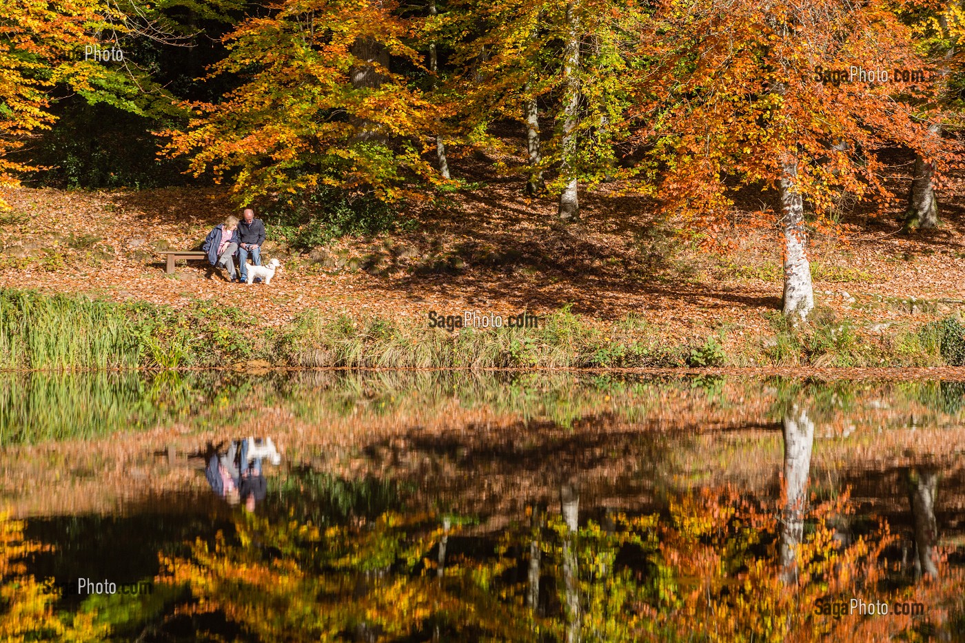 COULEURS D'AUTOMNE DANS LE PERCHE, (61) ORNE, BASSE NORMANDIE, FRANCE 