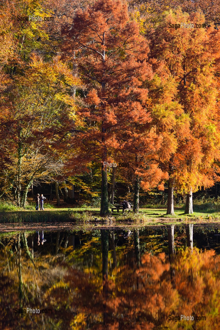 COULEURS D'AUTOMNE DANS LE PERCHE, (61) ORNE, BASSE NORMANDIE, FRANCE 