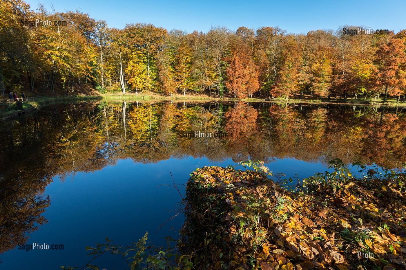 COULEURS D'AUTOMNE DANS LE PERCHE, (61) ORNE, BASSE NORMANDIE, FRANCE 