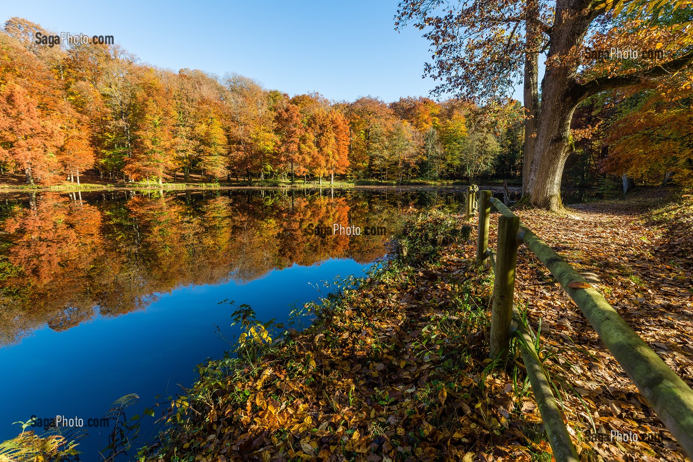 COULEURS D'AUTOMNE DANS LE PERCHE, (61) ORNE, BASSE NORMANDIE, FRANCE 