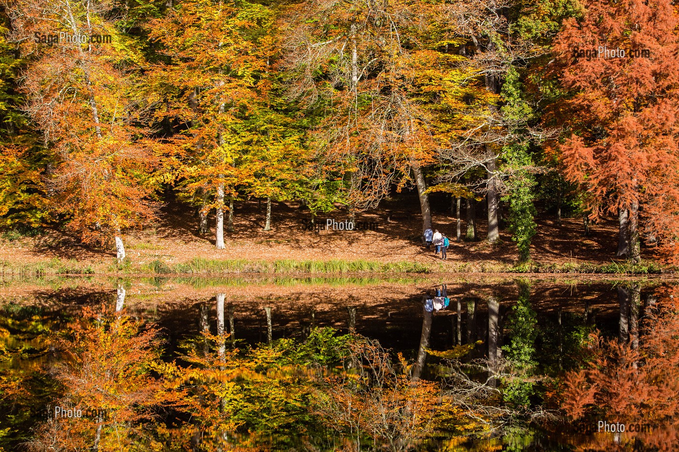 COULEURS D'AUTOMNE DANS LE PERCHE, (61) ORNE, BASSE NORMANDIE, FRANCE 