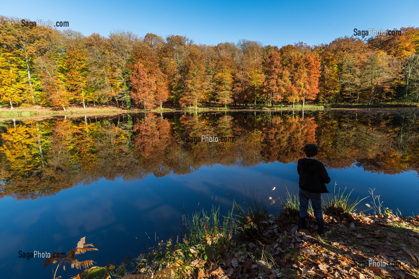 COULEURS D'AUTOMNE DANS LE PERCHE, (61) ORNE, BASSE NORMANDIE, FRANCE 