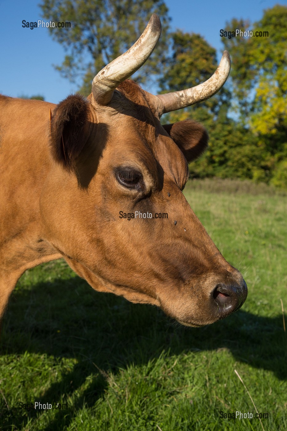 VACHES NORMANDES, (61) ORNE, BASSE NORMANDIE, FRANCE 