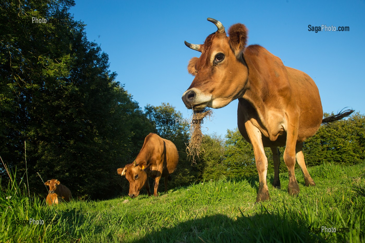 VACHES NORMANDES, (61) ORNE, BASSE NORMANDIE, FRANCE 