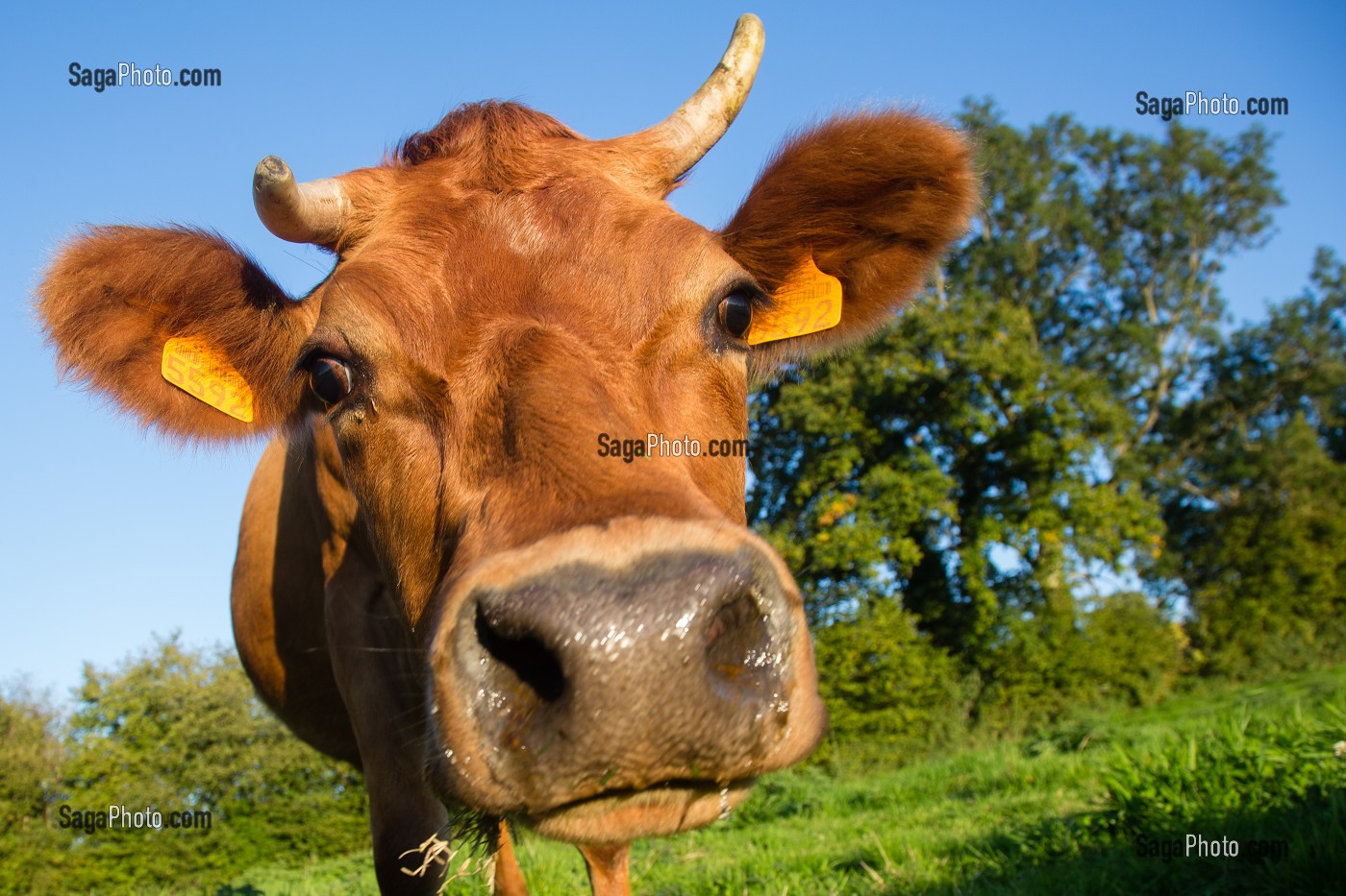 VACHES NORMANDES, (61) ORNE, BASSE NORMANDIE, FRANCE 