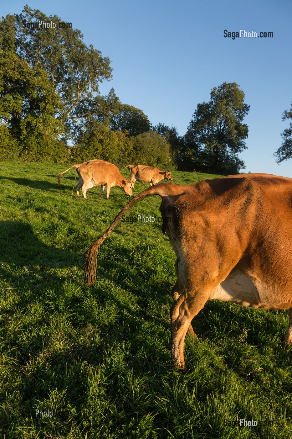 VACHES NORMANDES, (61) ORNE, BASSE NORMANDIE, FRANCE 