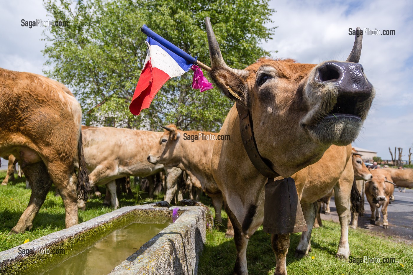 FETE DE LA TRANSHUMANCE, LOZERE (48), FRANCE 