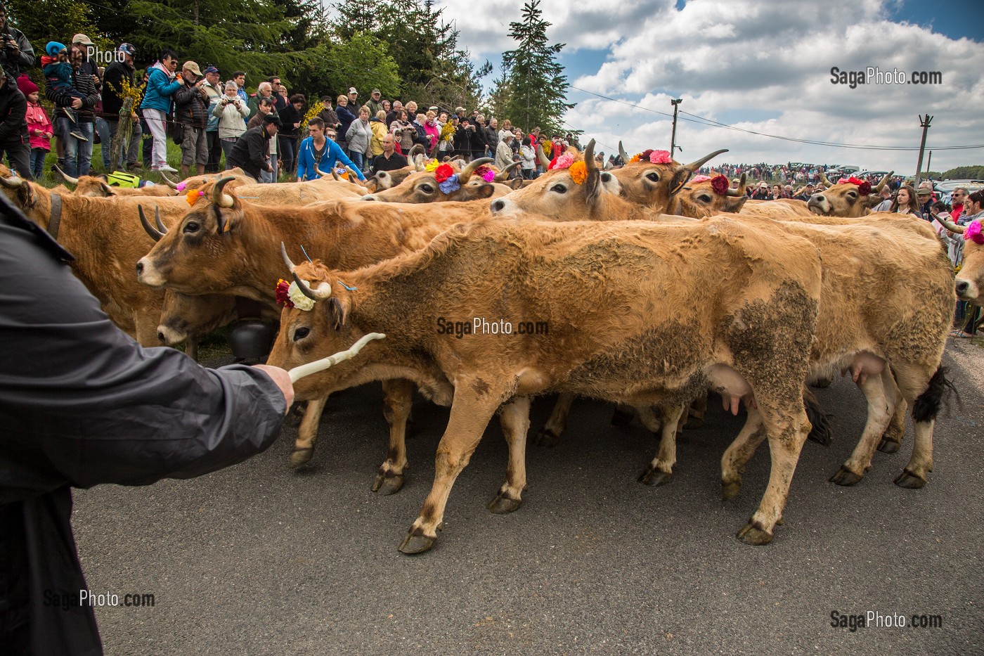 FETE DE LA TRANSHUMANCE, LOZERE (48), FRANCE 