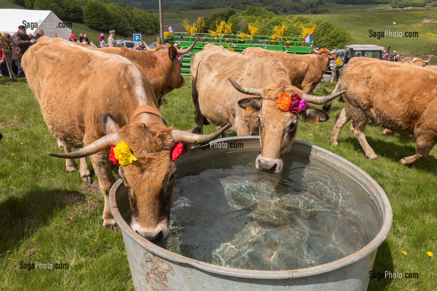 FETE DE LA TRANSHUMANCE, LOZERE (48), FRANCE 