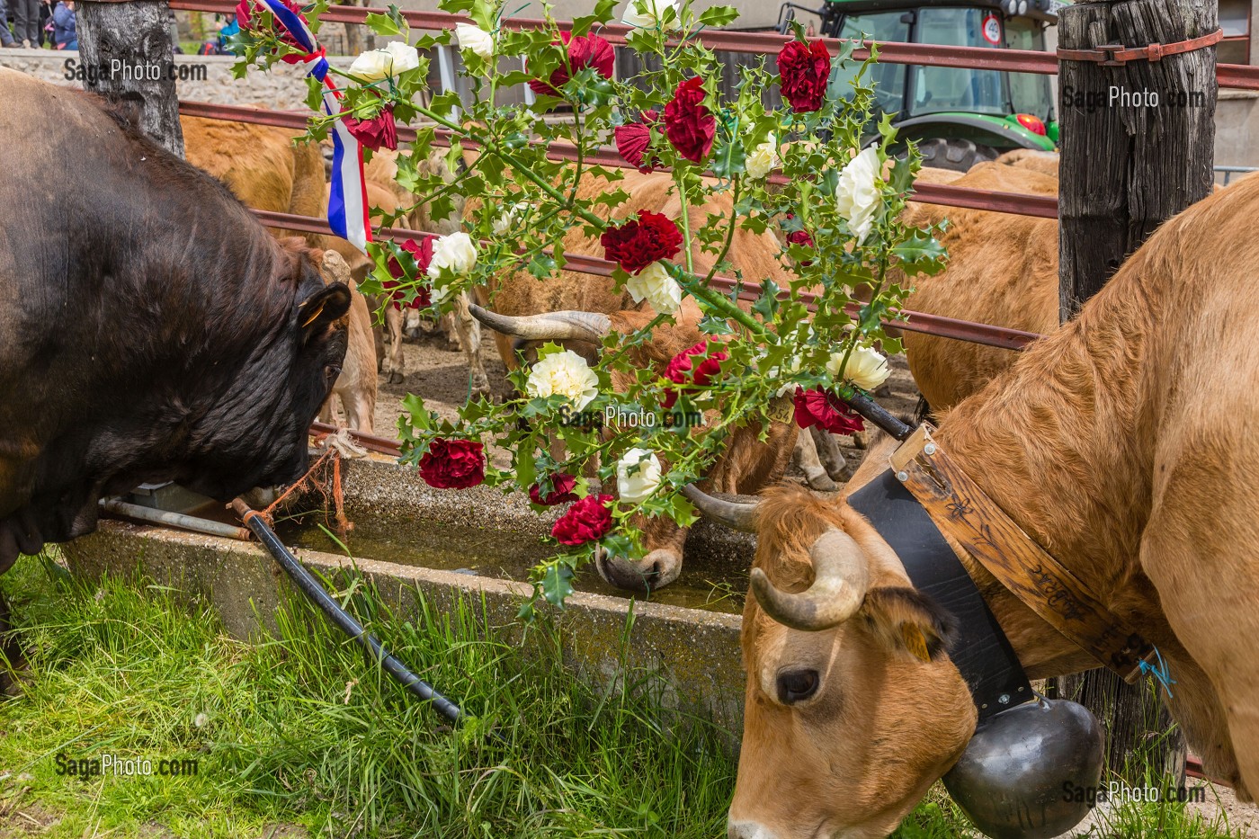 FETE DE LA TRANSHUMANCE, LOZERE (48), FRANCE 
