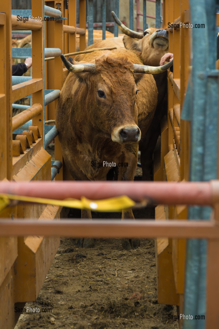 FETE DE LA TRANSHUMANCE, LOZERE (48), FRANCE 