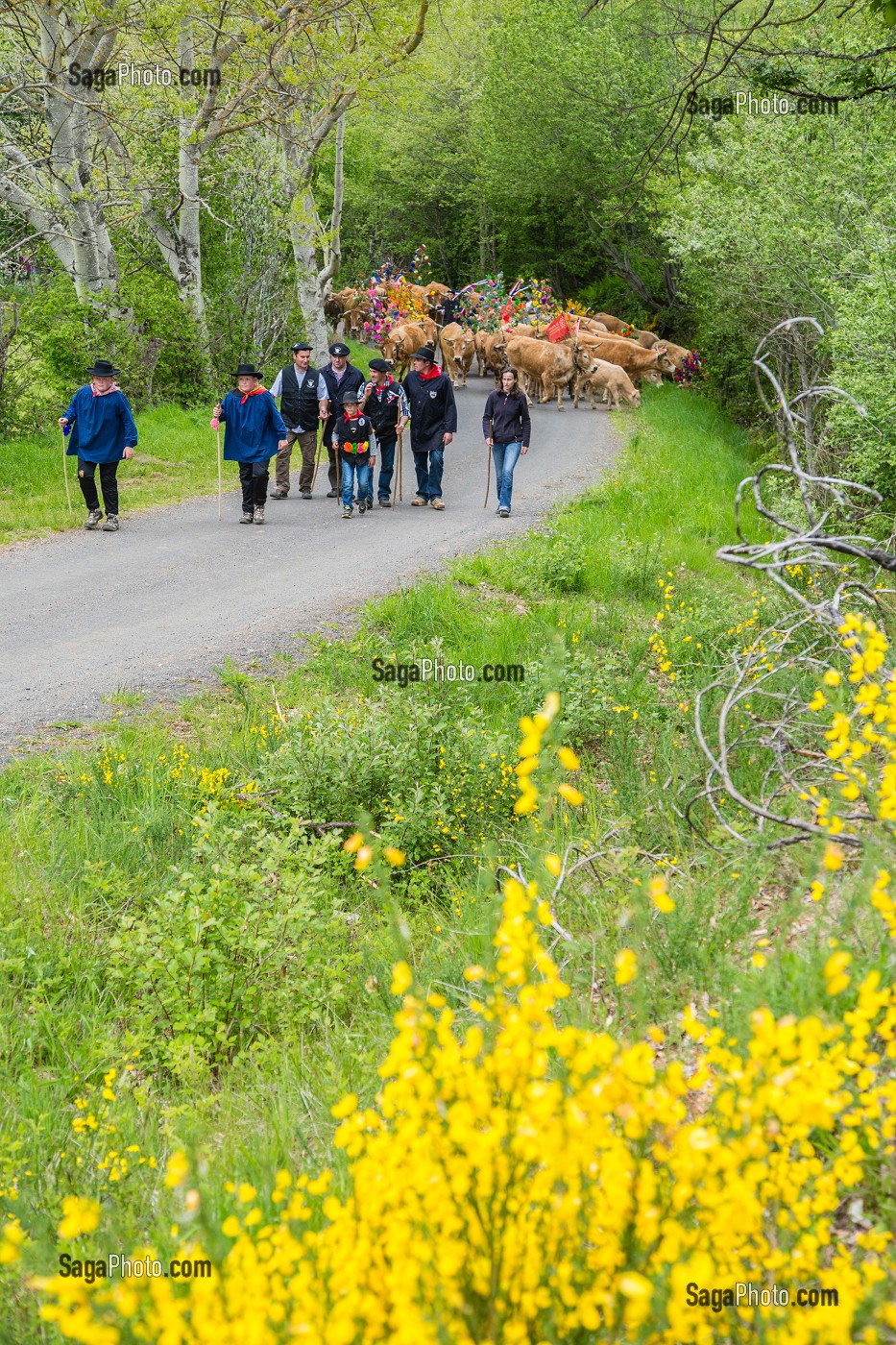 FETE DE LA TRANSHUMANCE, LOZERE (48), FRANCE 