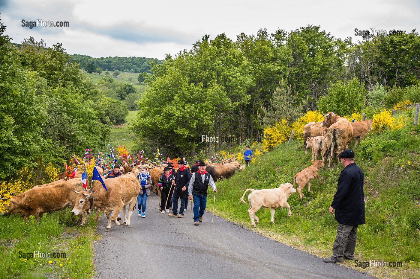 FETE DE LA TRANSHUMANCE, LOZERE (48), FRANCE 