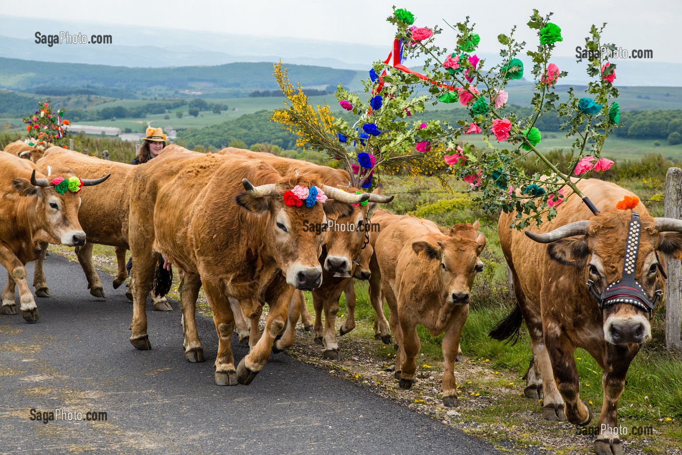 FETE DE LA TRANSHUMANCE, LOZERE (48), FRANCE 