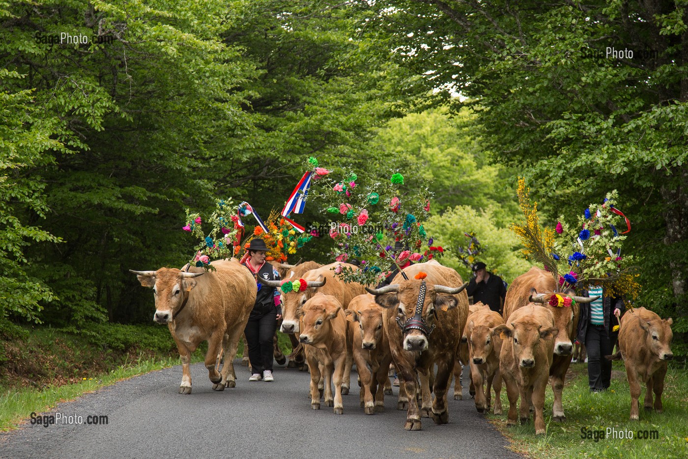 FETE DE LA TRANSHUMANCE, LOZERE (48), FRANCE 