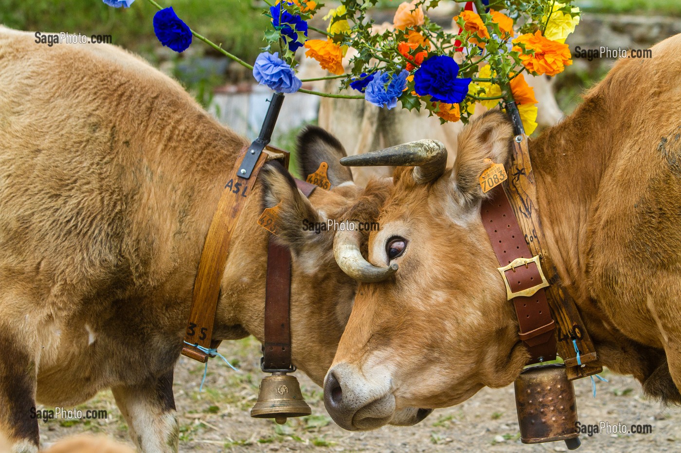 FETE DE LA TRANSHUMANCE, LOZERE (48), FRANCE 
