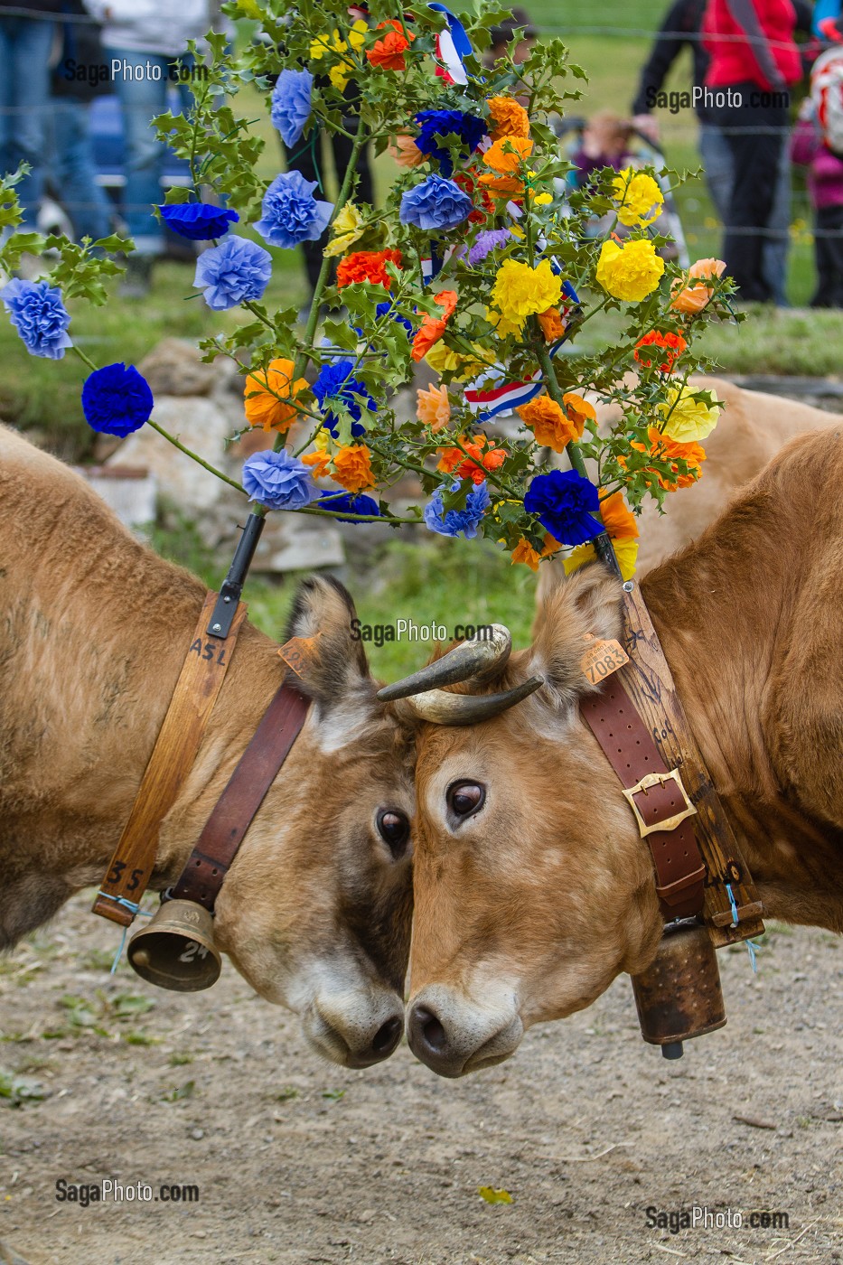 FETE DE LA TRANSHUMANCE, LOZERE (48), FRANCE 