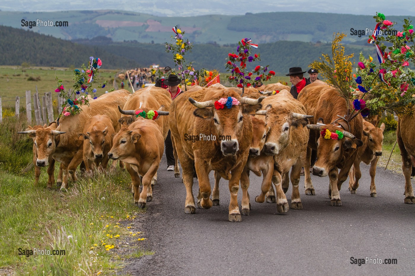 FETE DE LA TRANSHUMANCE, LOZERE (48), FRANCE 