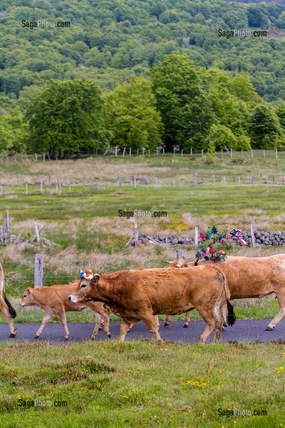 FETE DE LA TRANSHUMANCE, LOZERE (48), FRANCE 