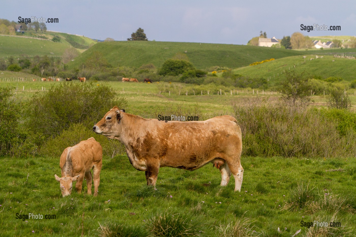 ILLUSTRATION VACHES DE RACE AUBRAC, LOZERE (48), FRANCE 