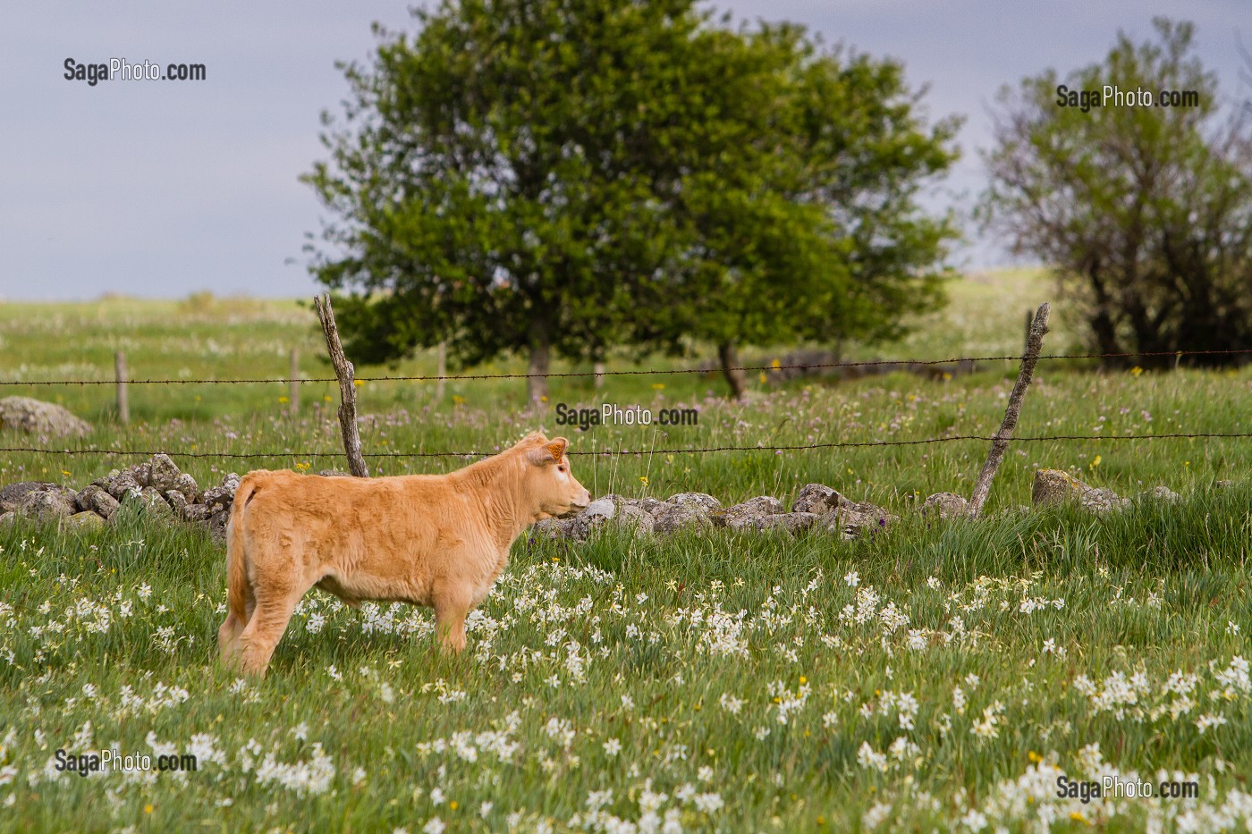 ILLUSTRATION VACHES DE RACE AUBRAC, LOZERE (48), FRANCE 